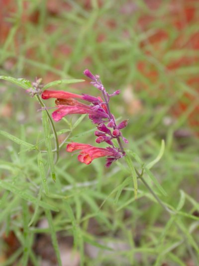 Agastache rupestris