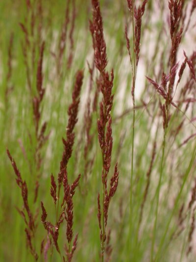 Agrostis vinealis