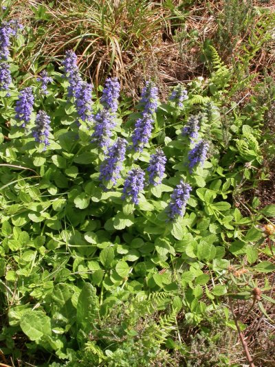 Ajuga reptans