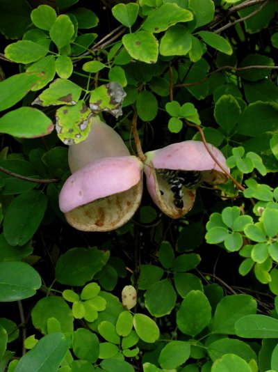 Akebia quinata Akebia quinata