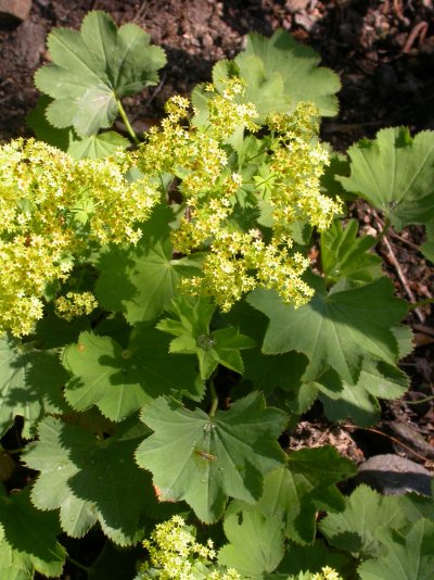 Alchemilla epipsila