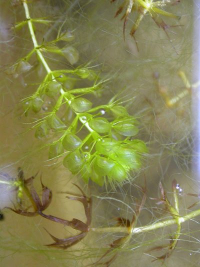 Aldrovanda vesiculosa