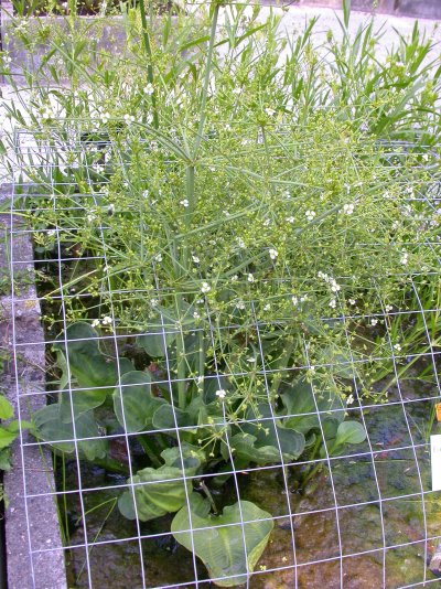 Alisma subcordatum