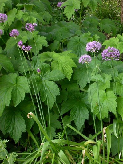 Allium aflatunense