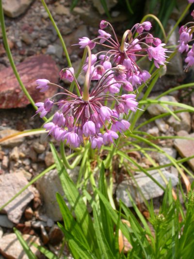 Allium cernuum