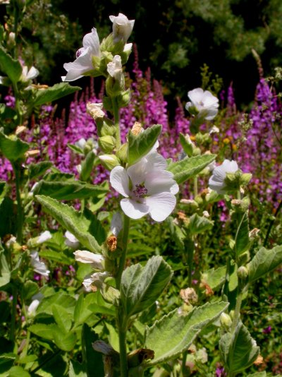 Althaea officinalis