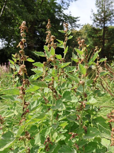 Althaea officinalis