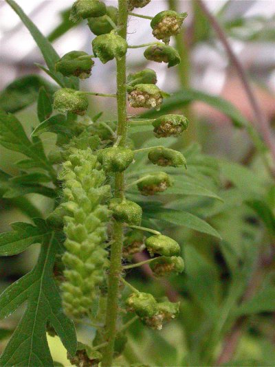 Ambrosia artemisiifolia