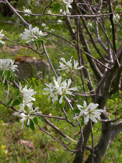 Amelanchier ovalis