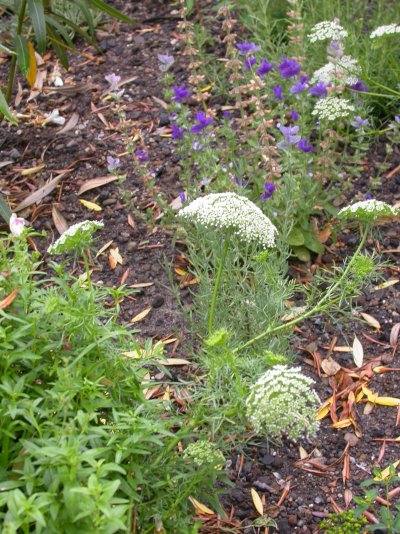 Ammi visnaga