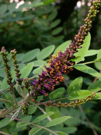 Amorpha fruticosa