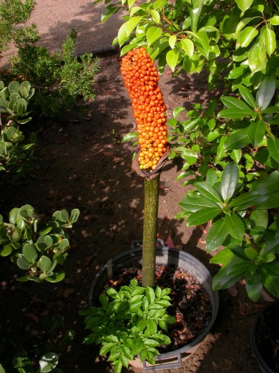 Amorphophallus konjac