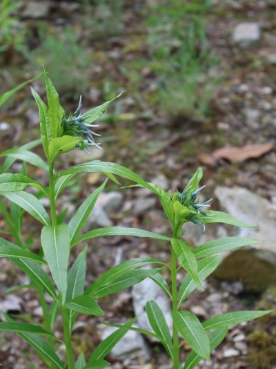 Amsonia ciliata