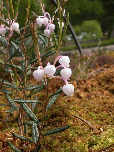 Andromeda polifolia