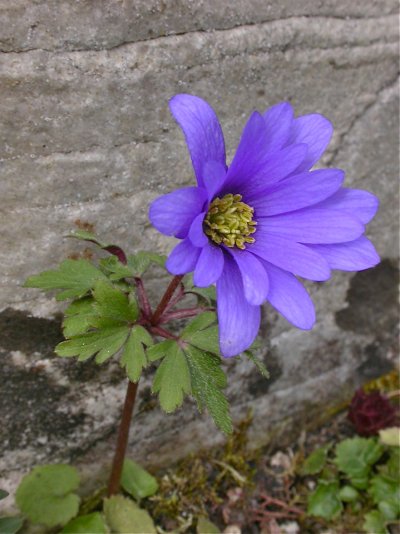 Anemone blanda