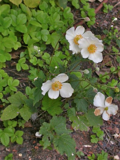 Anemone hupehensis var. hupehensis fo. alba