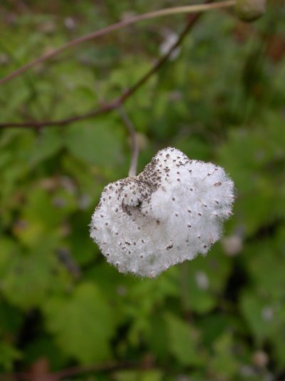 Anemone hupehensis var. hupehensis fo. alba