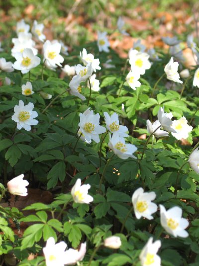 Anemone nemorosa_Busch-Windröschen