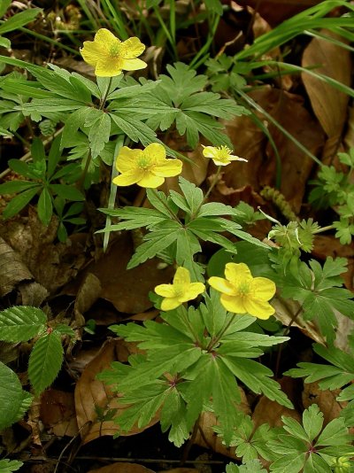 Anemone ranunculoides