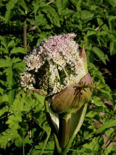 Angelica sylvestris