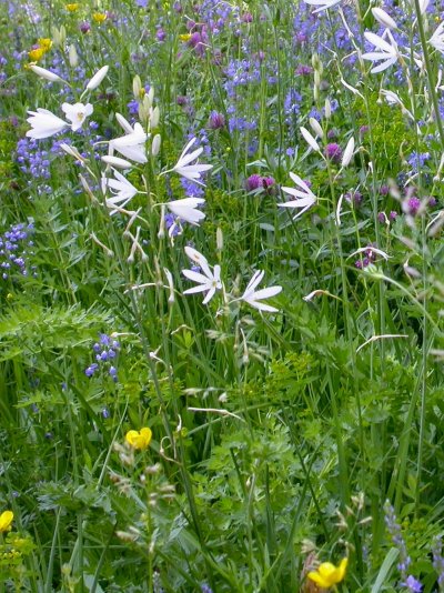 Anthericum liliago