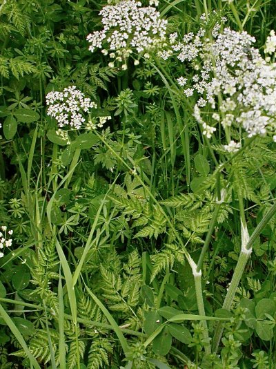 Anthriscus sylvestris