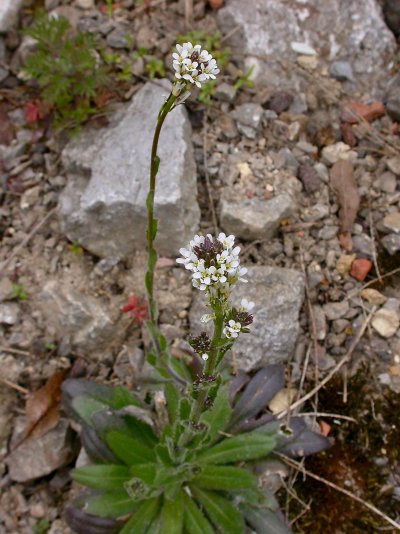 Arabis hirsuta