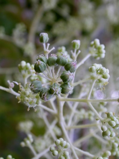 Aralia elata