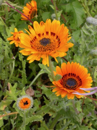 Arctotis fastuosa