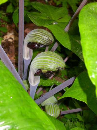 Arisaema ringens