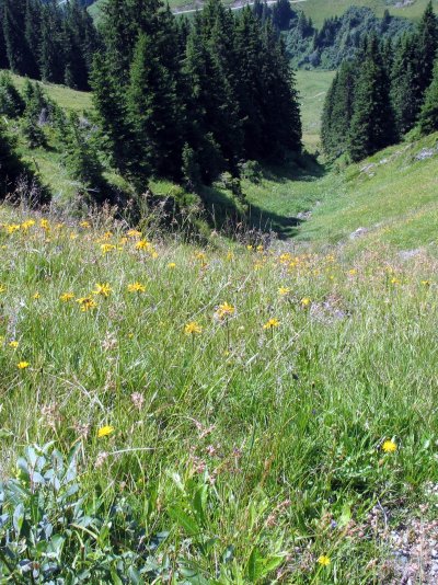 Arnica montana_Alpen