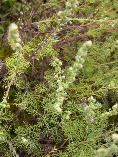 Artemisia alba