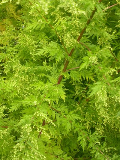 Artemisia annua