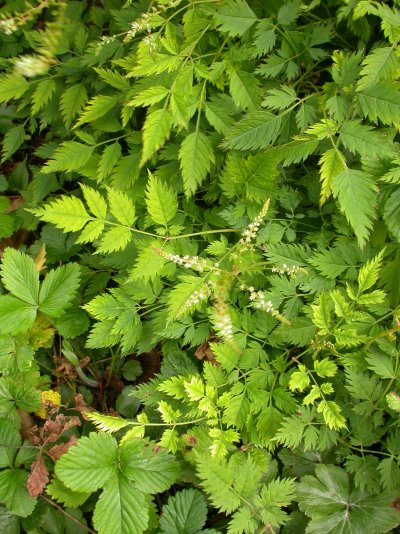 Aruncus aethusifolius