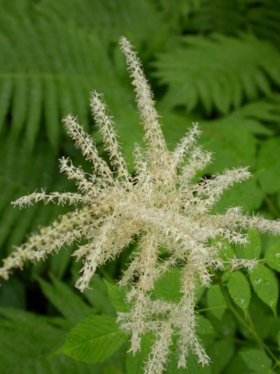 Aruncus dioicus