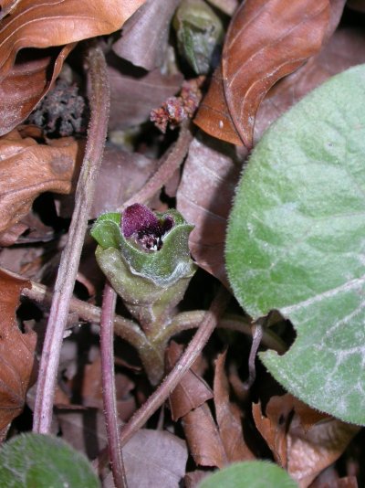 Asarum europaeum.jpg