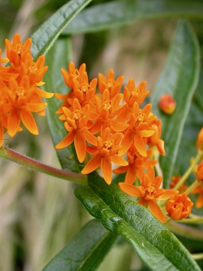 Asclepias tuberosa subsp. interior