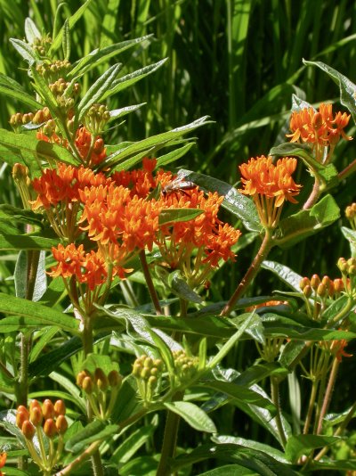 Asclepias tuberosa subsp. interior