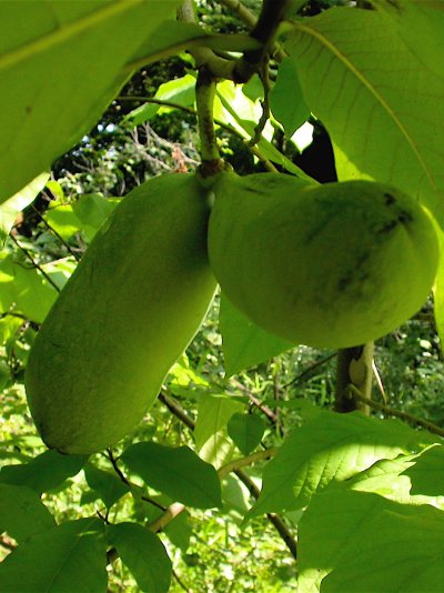 Asimina triloba Asimina triloba