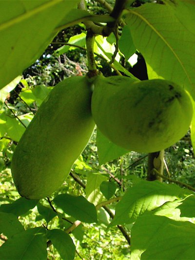 Asimina triloba