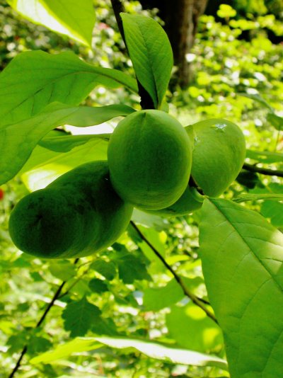Asimina triloba