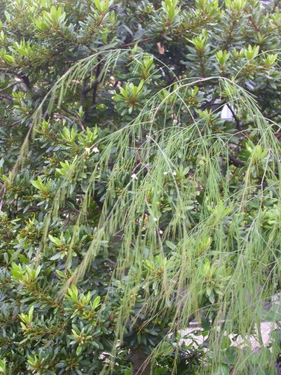 Asparagus plocamoides
