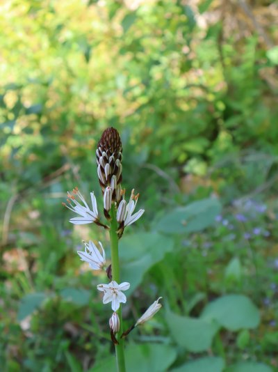 Asphodelus albus