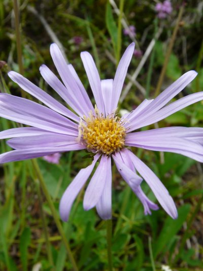 Aster alpinus