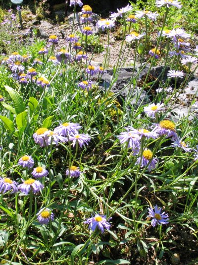 Aster alpinus