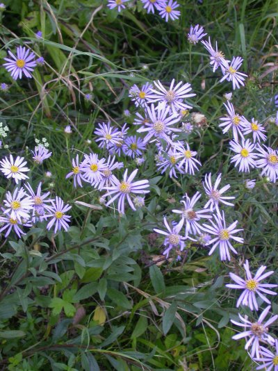 Aster amellus