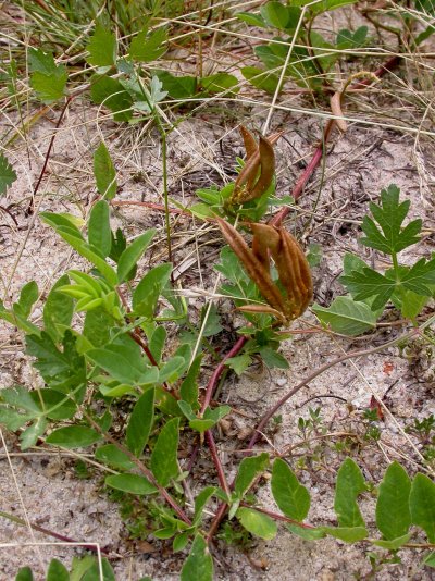 Astragalus glycyphyllos
