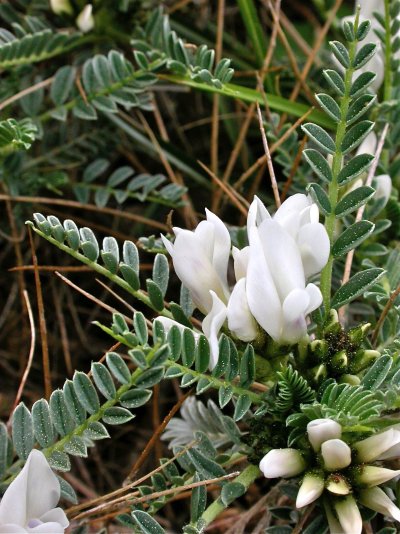 Astragalus tragacan