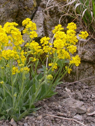 Aurinia saxatilis