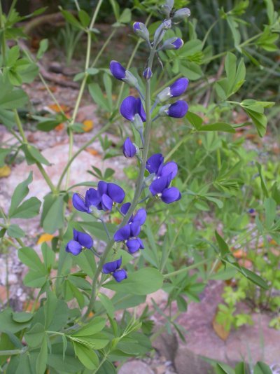 Baptisia australis